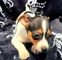 M&m, a male Rat Terrier for sale in Miami, FL – Photo 4 of 5