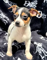 M&m, a male Rat Terrier for sale in Miami, FL – Photo 3 of 5