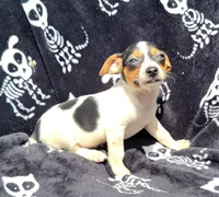 M&m, a male Rat Terrier for sale in Miami, FL – Photo 2 of 5