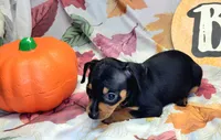 Rose, a female Miniature Pinscher for sale in Miami, FL – 2 of 5