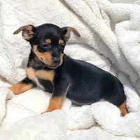 Twix , a male Rat Terrier for sale in Miami, FL – Photo 6 of 6