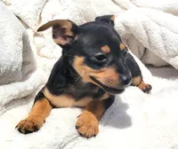 Twix , a male Rat Terrier for sale in Miami, FL – Photo 4 of 6