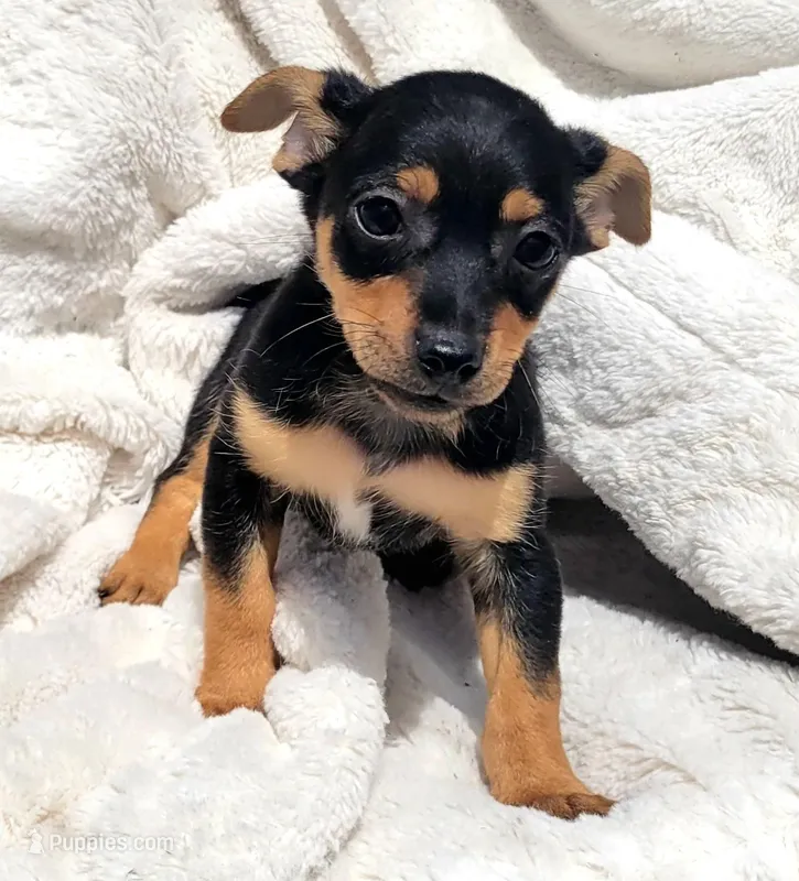 Twix  – Rat Terrier puppy for sale in Miami, FL