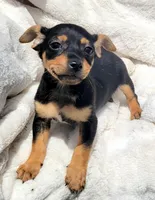 Twix , a male Rat Terrier for sale in Miami, FL – Photo 3 of 6