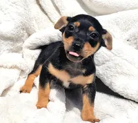 Twix , a male Rat Terrier for sale in Miami, FL – Photo 5 of 6