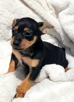 Twix , a male Rat Terrier for sale in Miami, FL – Photo 2 of 6