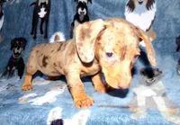 Coffee , a female Miniature Dachshund for sale in Miami, FL – 1 of 4
