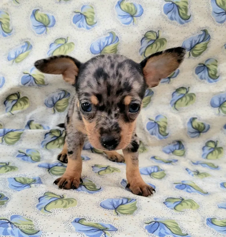 Lizzy – Chiweenie puppy for sale in Miami, FL