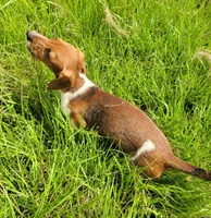 Willow , a female Yorkshire Terrier and Miniature Dachshund for sale in Miami, FL – 6 of 8