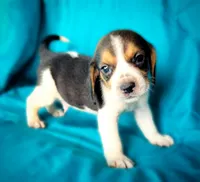 Thor, a male Beagle for sale in Miami, FL – 3 of 10