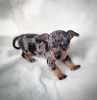 Lizzy, a female Chiweenie for sale in Miami, FL – 5 of 5