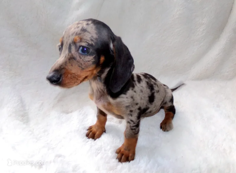 Pastel – Miniature Dachshund puppy on hold in Miami, FL