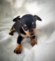 Gus, a male Chiweenie for sale in Miami, FL – 3 of 4