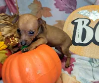 Jason, a male Miniature Pinscher for sale in Miami, FL – 4 of 8