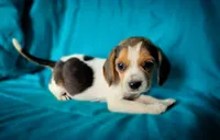 Pete, a male Beagle for sale in Miami, FL – 5 of 10