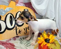 Gladys, a female Rat Terrier for sale in Miami, FL – 5 of 7