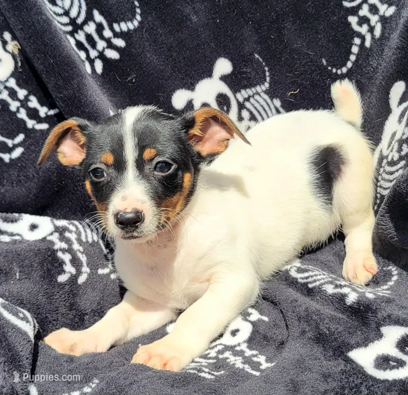 Skittles  – Rat Terrier puppy for sale in Miami, FL