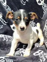 Skittles , a male Rat Terrier for sale in Miami, FL – Photo 3 of 3