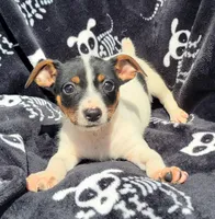 Skittles , a male Rat Terrier for sale in Miami, FL – Photo 2 of 3