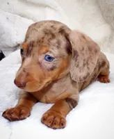 Coffee , a female Miniature Dachshund for sale in Miami, FL – 3 of 4