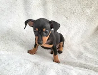 Meetu , a male Miniature Pinscher for sale in Miami, FL – 7 of 7