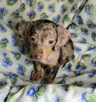Wabbles, a female Miniature Dachshund for sale in Miami, FL – 9 of 10