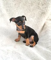 Meetu , a male Miniature Pinscher for sale in Miami, FL – 3 of 7