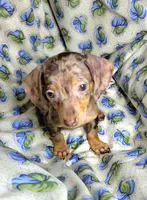 Wabbles, a female Miniature Dachshund for sale in Miami, FL – 6 of 10