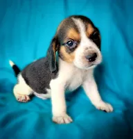 Thor, a male Beagle for sale in Miami, FL – 5 of 10