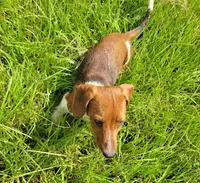 Willow , a female Yorkshire Terrier and Miniature Dachshund for sale in Miami, FL – 4 of 8