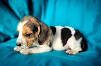 Pete, a male Beagle for sale in Miami, FL – 9 of 10
