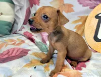 Lily, a female Miniature Pinscher for sale in Miami, FL – 8 of 8