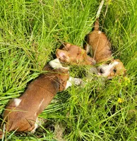 Willow , a female Yorkshire Terrier and Miniature Dachshund for sale in Miami, FL – 8 of 8