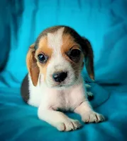 Pete, a male Beagle for sale in Miami, FL – 3 of 10