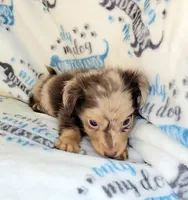 Charming , a male Yorkshire Terrier and Miniature Dachshund for sale in Miami, FL – 2 of 5