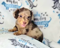 Charming , a male Yorkshire Terrier and Miniature Dachshund for sale in Miami, FL – 3 of 5