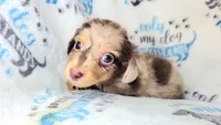Charming , a male Yorkshire Terrier and Miniature Dachshund for sale in Miami, FL – 5 of 5