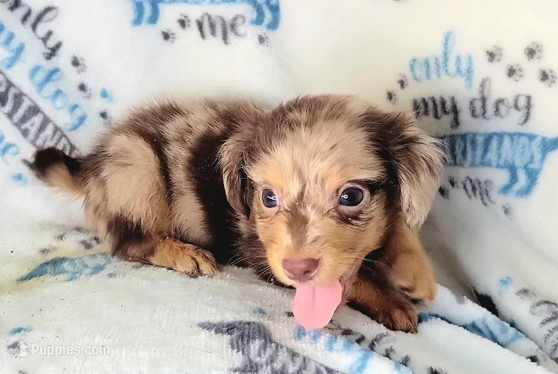 Charming  – Yorkshire Terrier, Miniature Dachshund puppy for sale in Miami, FL