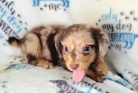 Charming , a male Yorkshire Terrier and Miniature Dachshund for sale in Miami, FL – 1 of 5