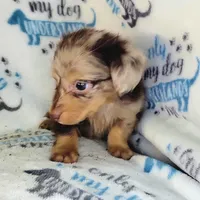 Charming , a male Yorkshire Terrier and Miniature Dachshund for sale in Miami, FL – 4 of 5