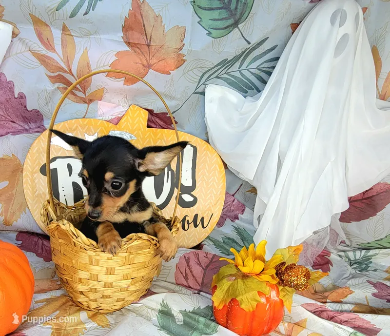 Gus – Chiweenie puppy for sale in Miami, FL