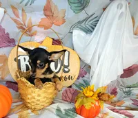 Gus, a male Chiweenie for sale in Fort Myers, FL – 1 of 8