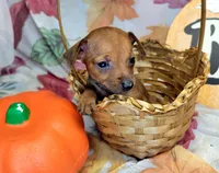 Jason, a male Miniature Pinscher for sale in Miami, FL – 2 of 8