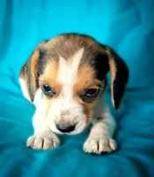 Pete, a male Beagle for sale in Miami, FL – 2 of 10