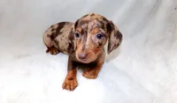 Cafecito , a female Miniature Dachshund for sale in Miami, FL – 3 of 4