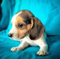 Pete, a male Beagle for sale in Miami, FL – 7 of 10