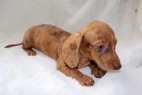 Señorita , a female Miniature Dachshund for sale in Miami, FL – 10 of 10