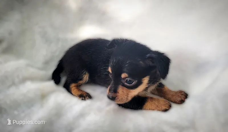 Gus – Chiweenie puppy for sale in Miami, FL