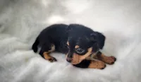 Gus, a male Chiweenie for sale in Miami, FL – 1 of 4