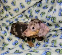 Wabbles, a female Miniature Dachshund for sale in Miami, FL – 4 of 10